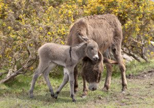 New Forest Donkeys