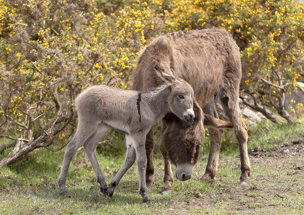 New Forest Donkeys