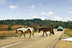 new forest ponies