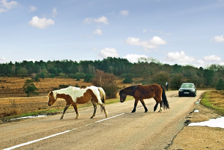 new forest ponies