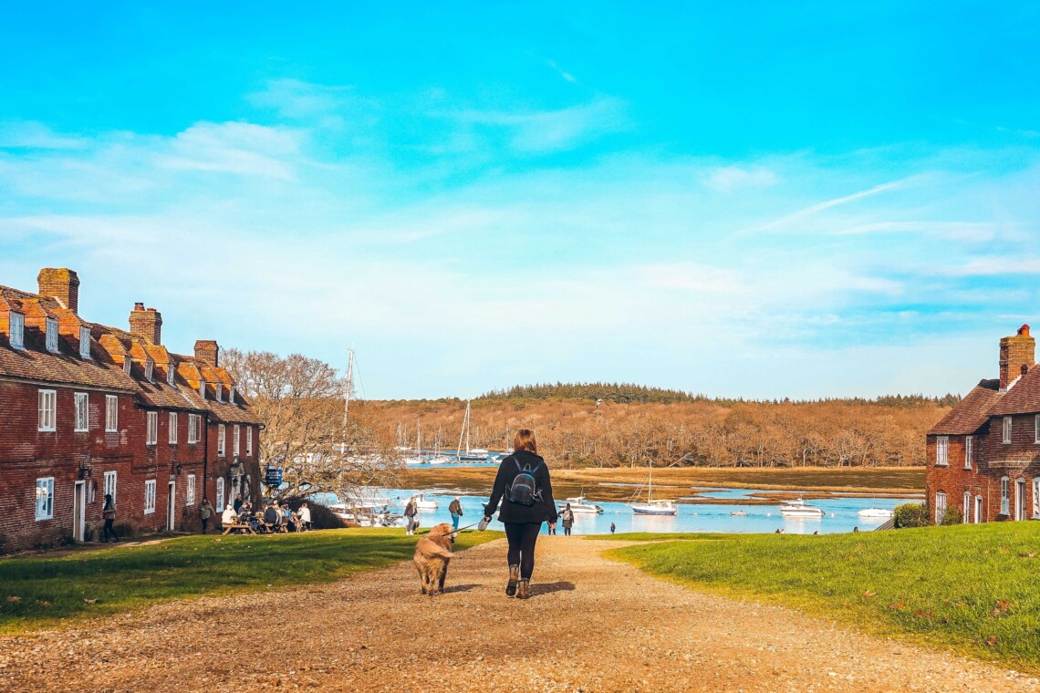 dog walks in the new forest