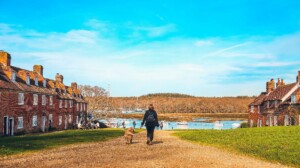 dog walks in the new forest
