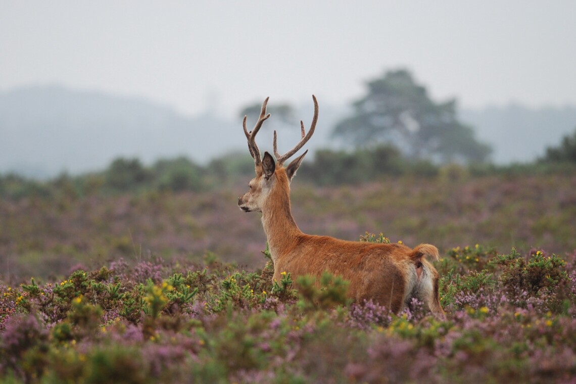 Rutting Season New Forest