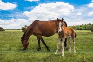 New Forest foal