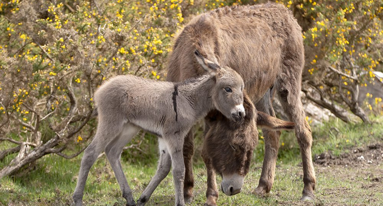 New Forest Donkeys