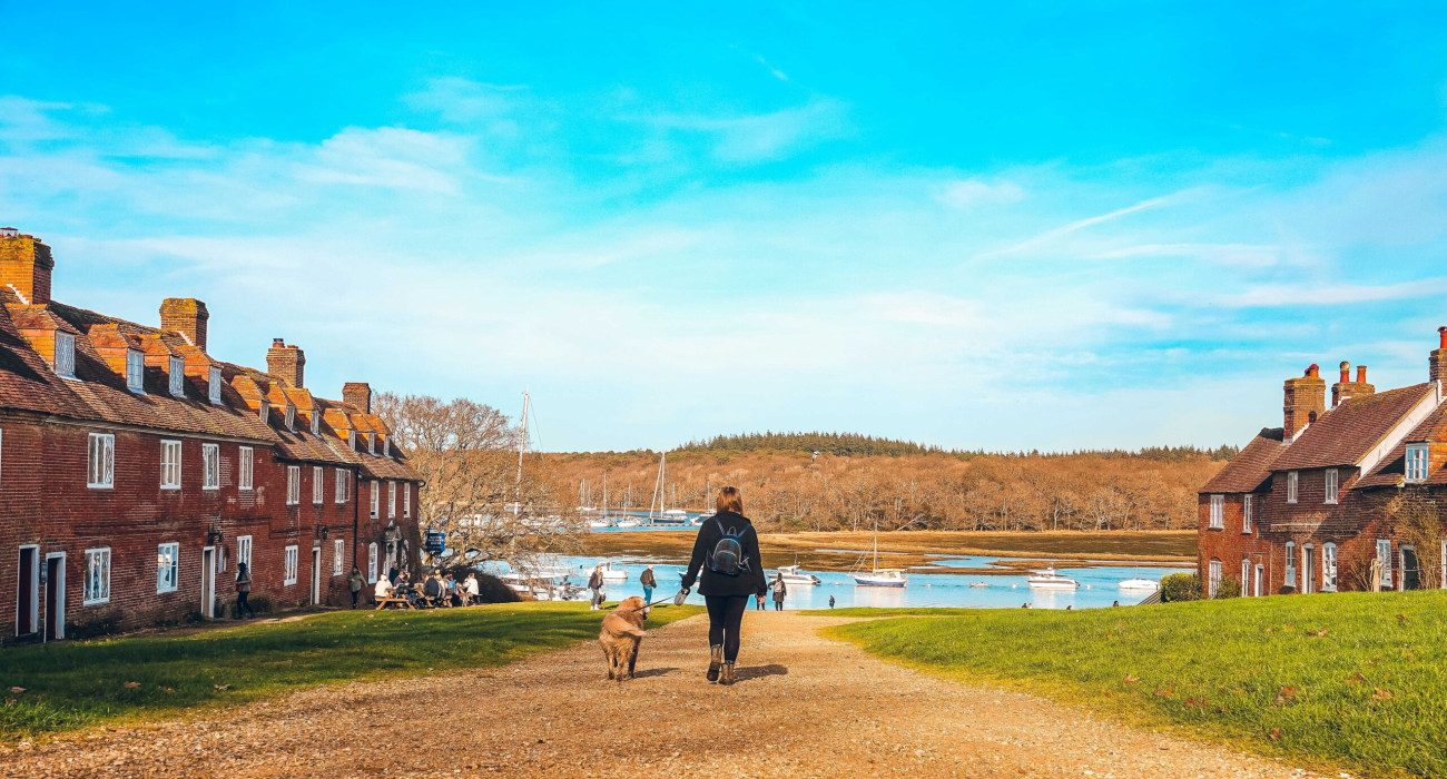 dog walks in the new forest