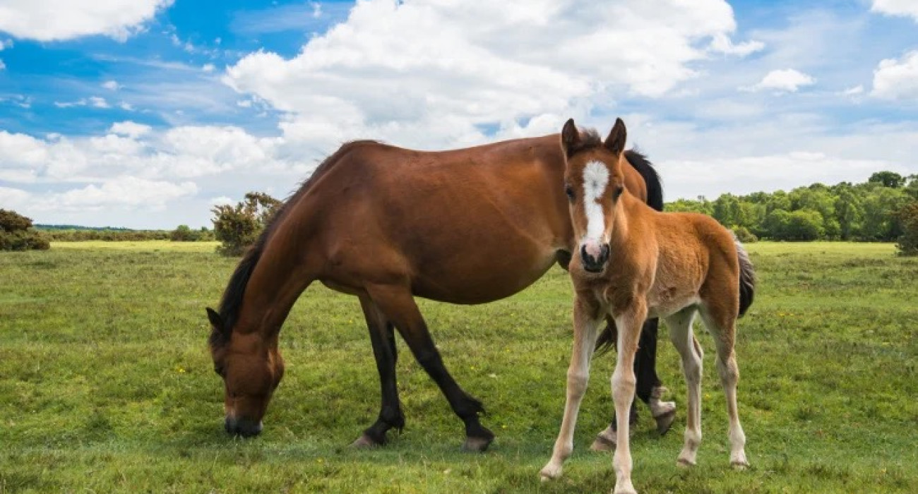 New Forest foal