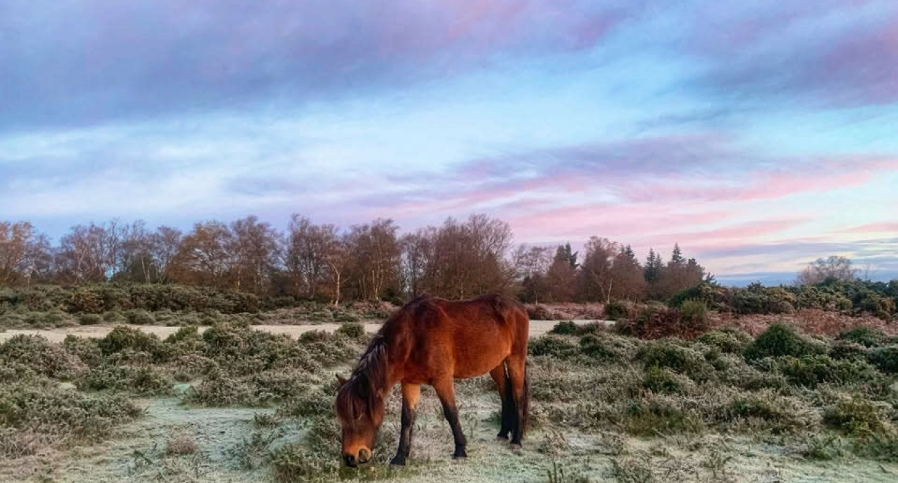 Winter Wildlife New Forest