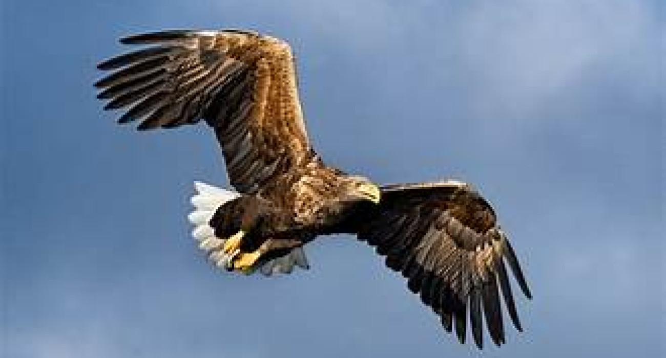 sea eagle